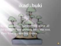 ikadabuki Ikadabuki style, characterized in that all the trunks of tree growi...