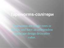 Tapeworms-солітери Tapeworms are single trees or shrubs, and have an independ...