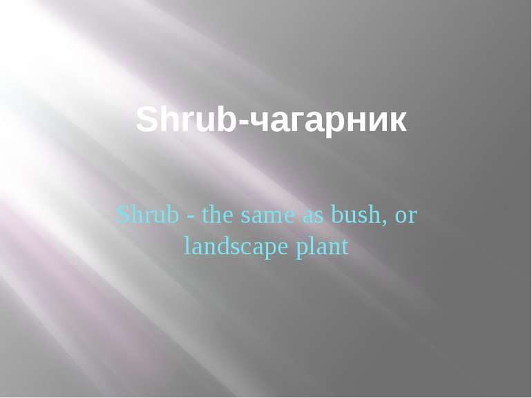 Shrub-чагарник Shrub - the same as bush, or landscape plant