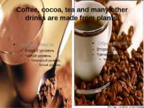Coffee, cocoa, tea and many other drinks are made from plants.