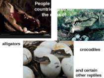 alligators crocodiles and certain other reptiles People of various countries ...