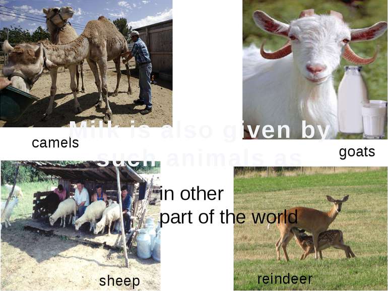 camels goats sheep reindeer Milk is also given by such animals as in other pa...