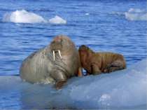 Моржі також тюлені, тільки дуже великі і з іклами. Живуть у найглухіших місця...