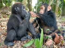 Мавпочки живуть в Африці, у тропіках. Лазять по деревах. Поїдають плоди і мол...