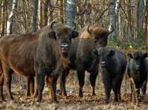 Великі дикі бики - бізони і зубри - дуже схожі. Зубри ще недавно жили в наших...