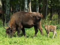 Батьківщина бізонів - Північна Америка. Там вони ходили величезними стадами. ...