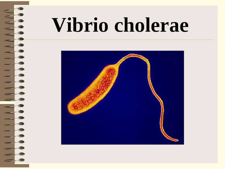 Vibrio сholerae