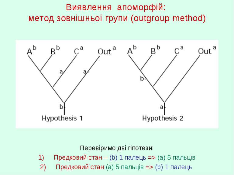 Виявлення апоморфій: метод зовнішньої групи (outgroup method) Перевіримо дві ...