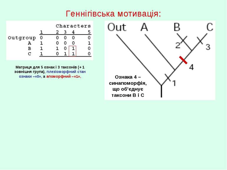 Геннігівська мотивація: Матриця для 5 ознак і 3 таксонів (+ 1 зовнішня група)...