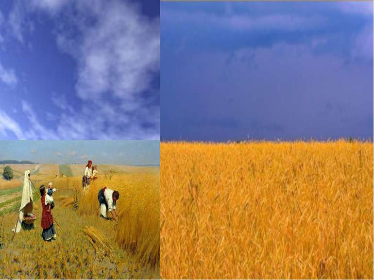 Жовтий колір – це колір пшеничної ниви, зерна, що дає життя всьому сущому на ...