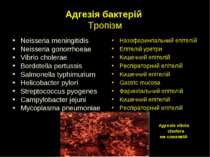 Адгезія бактерій Тропізм Neisseria meningitidis Neisseria gonorrhoeae Vibrio ...