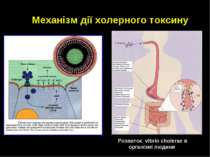 Механізм дії холерного токсину Розвиток vibrio cholerae в організмі людини