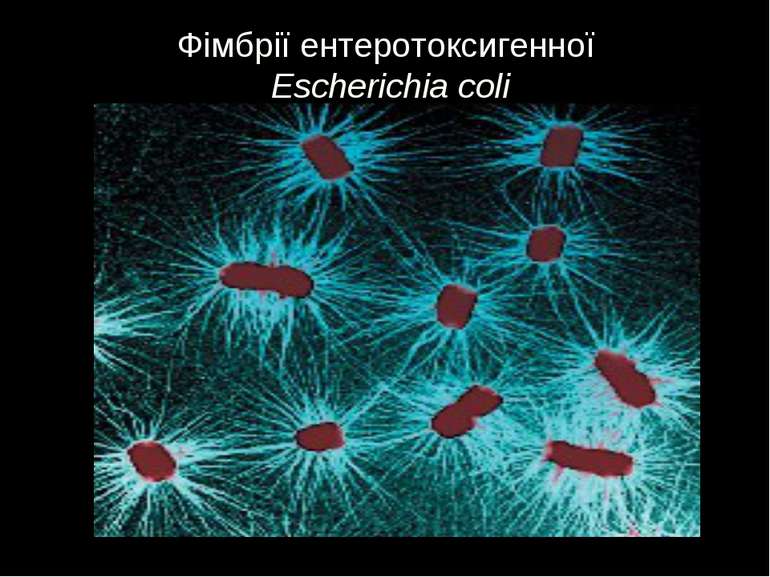 Фімбрії ентеротоксигенної Escherichia coli