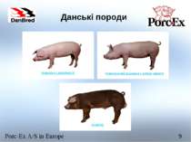 Данські породи Porc-Ex A/S in Europe