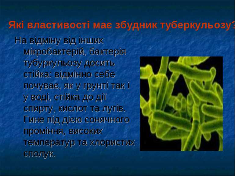 На відміну від інших мікробактерій, бактерія тубуркульозу досить стійка: відм...