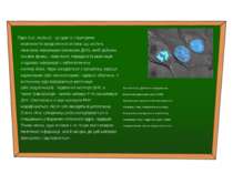 Ядро (лат. nucleus) - це один із структурних компонентів еукаріотичної клітин...