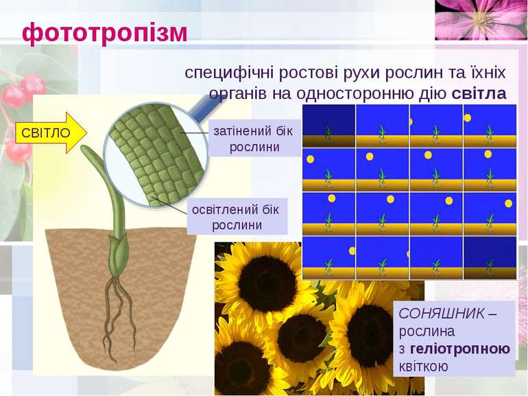 фототропізм специфічні ростові рухи рослин та їхніх органів на односторонню д...