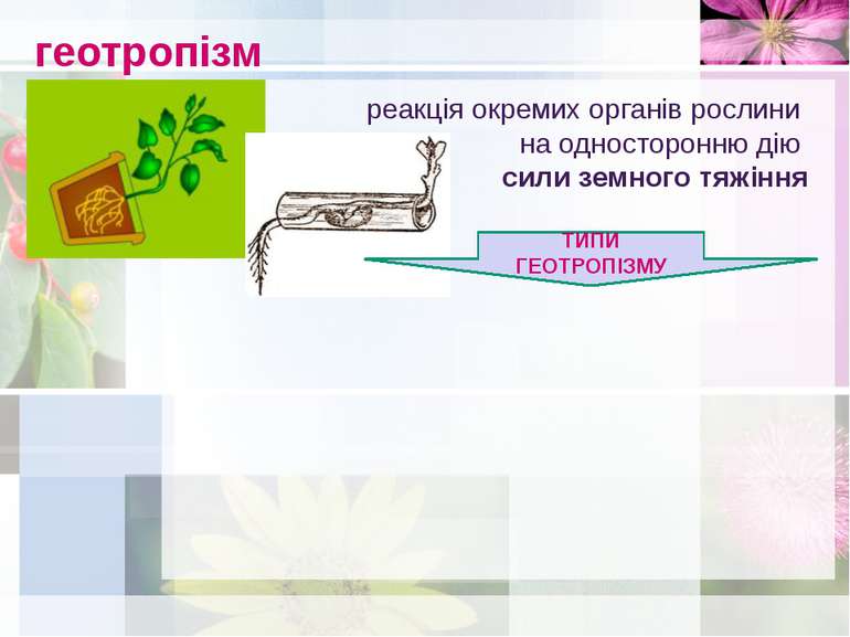 геотропізм реакція окремих органів рослини на односторонню дію сили земного т...