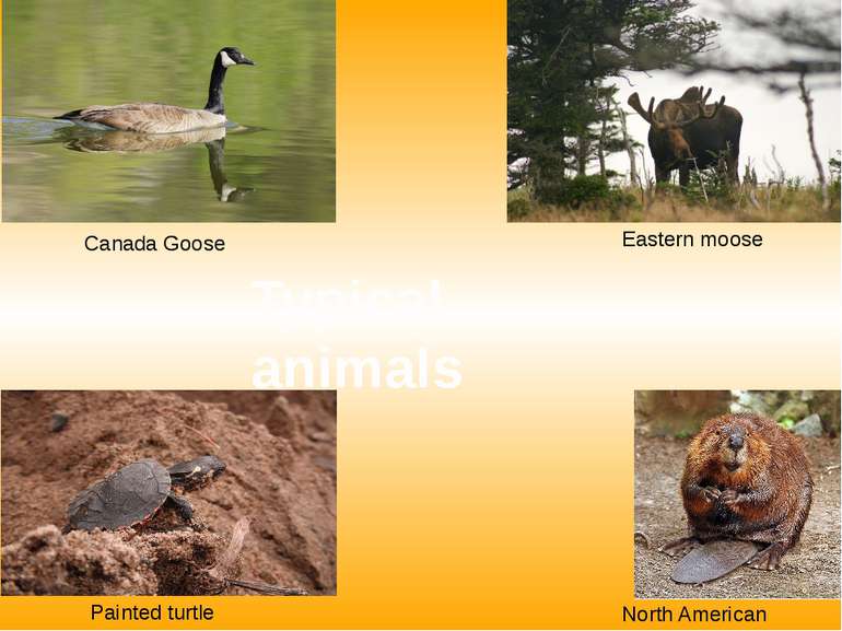 Canada Goose Eastern moose Painted turtle North American Beaver Typical animals