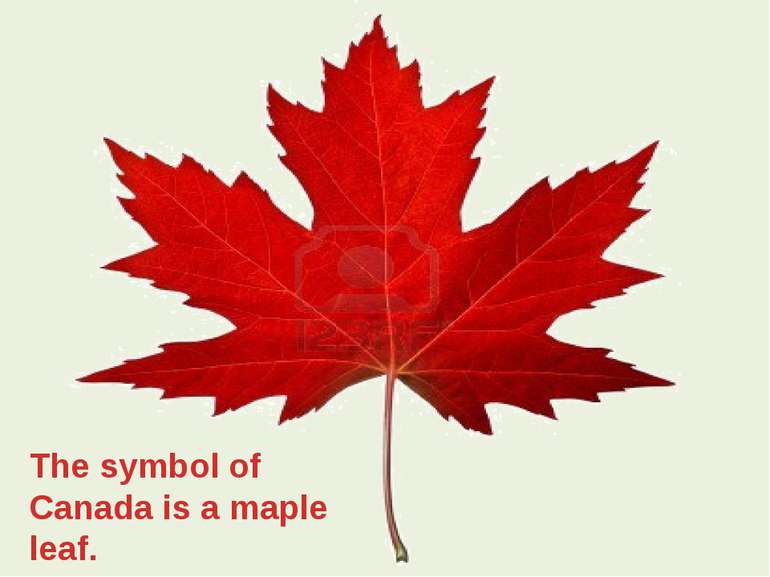 The symbol of Canada is a maple leaf.