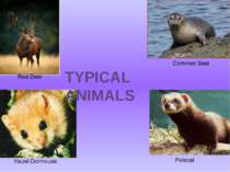 Red Deer Common Seal Hazel Dormouse Polecat TYPICAL ANIMALS