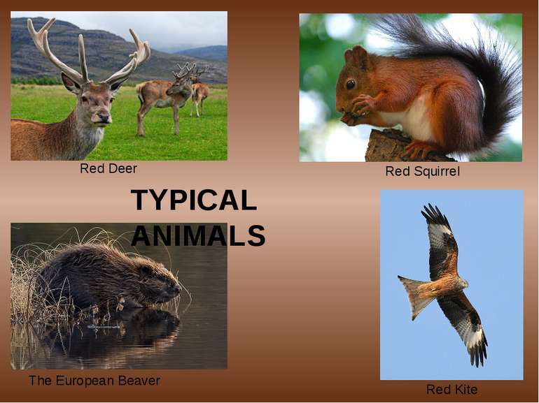 Red Deer Red Squirrel The European Beaver Red Kite TYPICAL ANIMALS