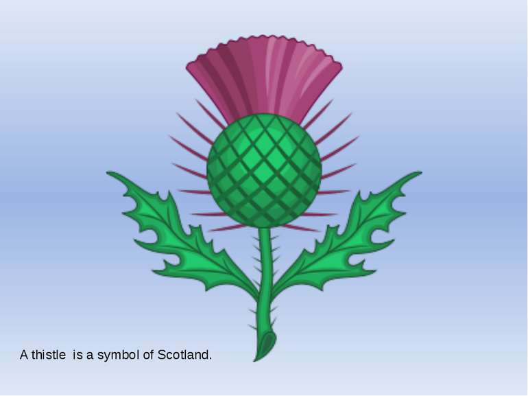 A thistle is a symbol of Scotland.