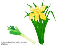 A leek and a daffodil are the symbols of Wales.