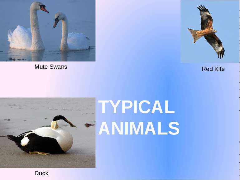 TYPICAL ANIMALS Mute Swans Red Kite Duck