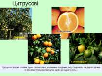 Цитрусові Лимони Грейпфрути Мандарини Апельсини Цитрусові відомі своїми дуже ...