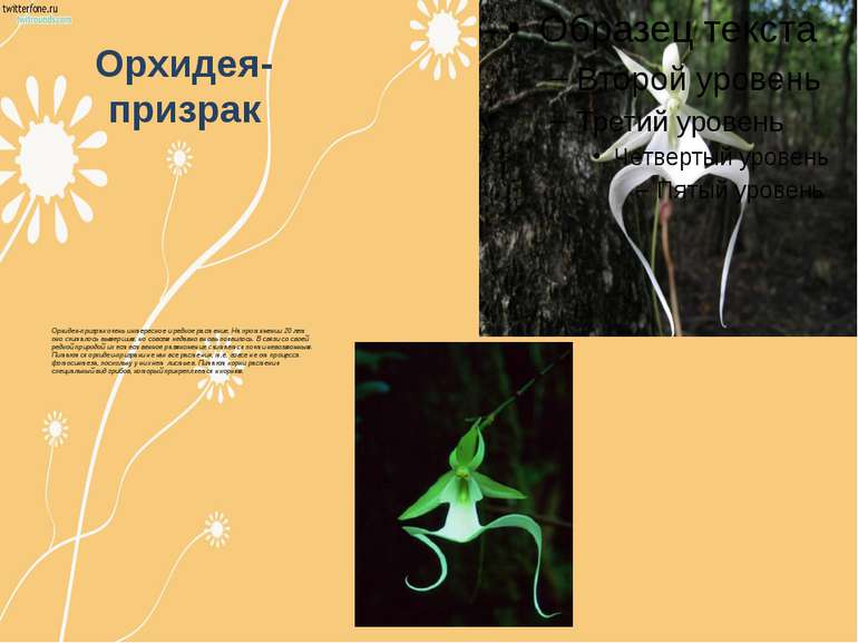 Орхидея-призрак Орхидея-призрак очень интересное и редкое растение. На протяж...