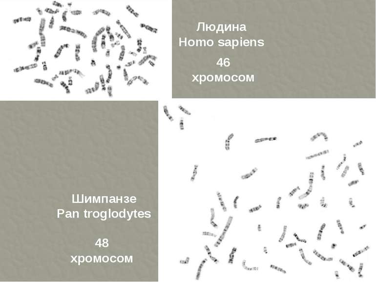 Людина Homo sapiens Шимпанзе Pan troglodуtes 46 хромосом 48 хромосом ТДМУ