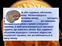 М'яка або судинна, оболонка головного мозку безпосередньо прилягає до речовин...