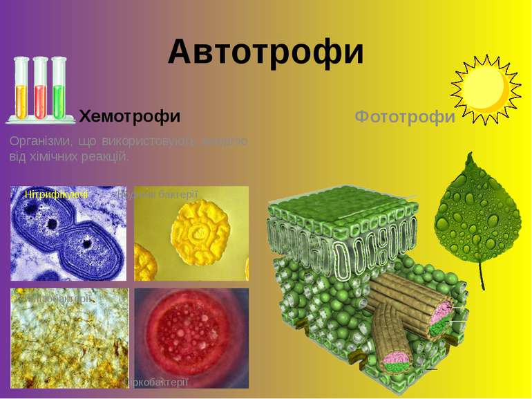 Автотрофи Хемотрофи Організми, що використовують енергію від хімічних реакцій...