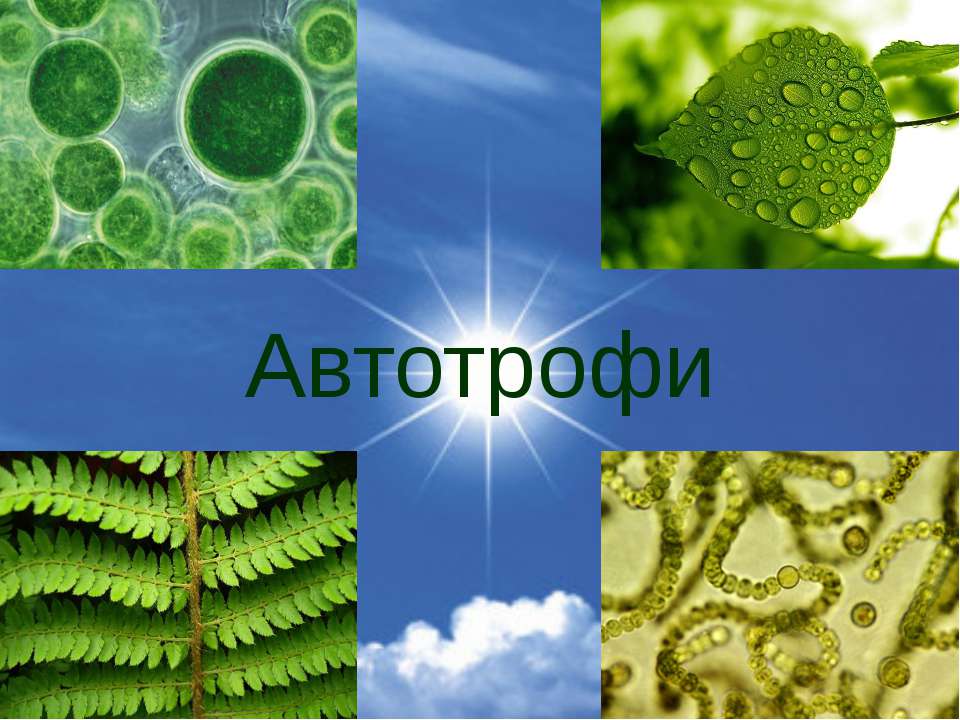 Ламинария автотроф. Бактерии фототрофы. Зеленые растения автотрофы. Фототрофы организмы. Бактерии автотрофы.