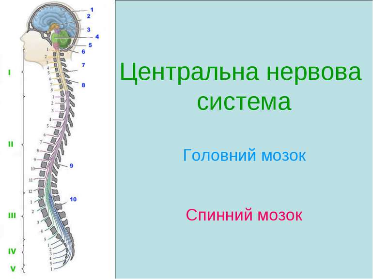 Центральна нервова система Головний мозок Спинний мозок