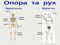 Відділи тіла Відділи скелету череп хребет таз грудна клітка нижня кінцівка ве...