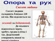 Скелет людини Скелет людини складають близько 220 кісток. Він поділяється на ...