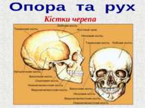 Кістки черепа