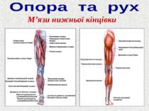 М’язи нижньої кінцівки