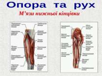 М’язи нижньої кінцівки