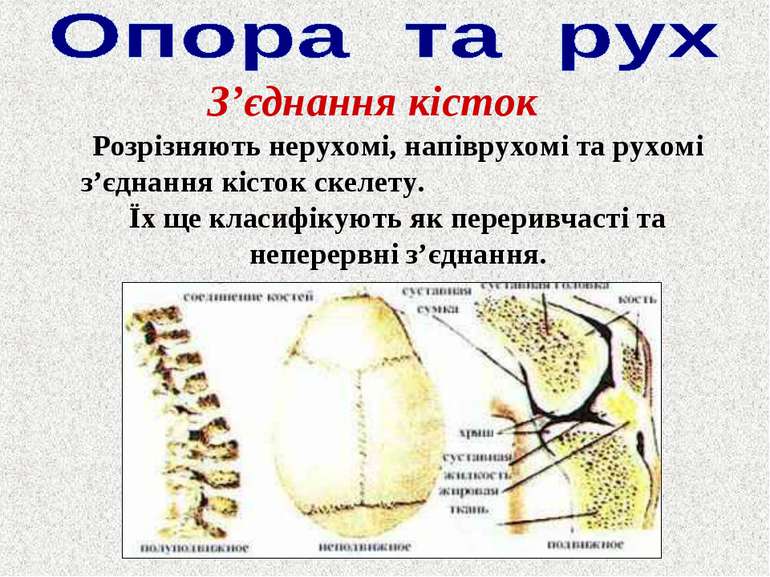 З’єднання кісток Розрізняють нерухомі, напіврухомі та рухомі з’єднання кісток...