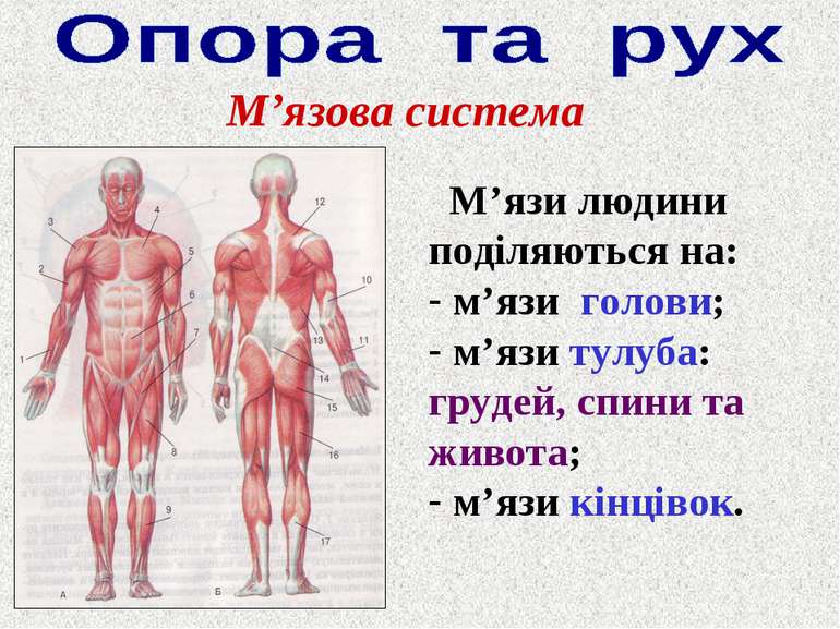 М’язова система М’язи людини поділяються на: м’язи голови; м’язи тулуба: груд...