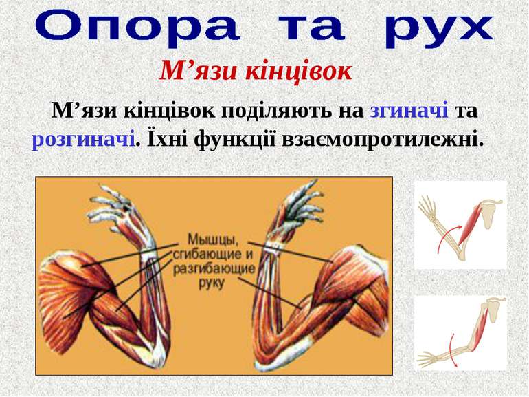 М’язи кінцівок М’язи кінцівок поділяють на згиначі та розгиначі. Їхні функції...