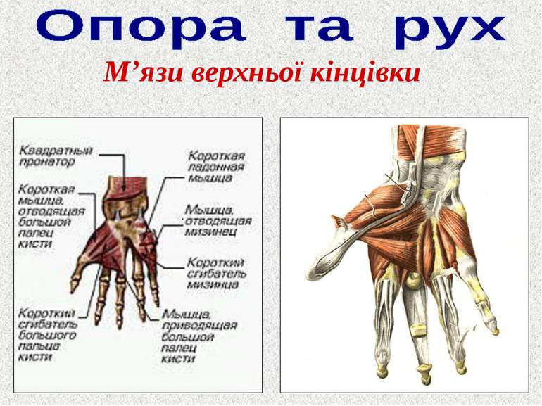 М’язи верхньої кінцівки