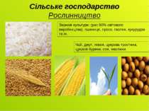 Сільське господарство Рослинництво Зернові культури: (рис 90% світового вироб...