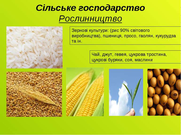 Сільське господарство Рослинництво Зернові культури: (рис 90% світового вироб...
