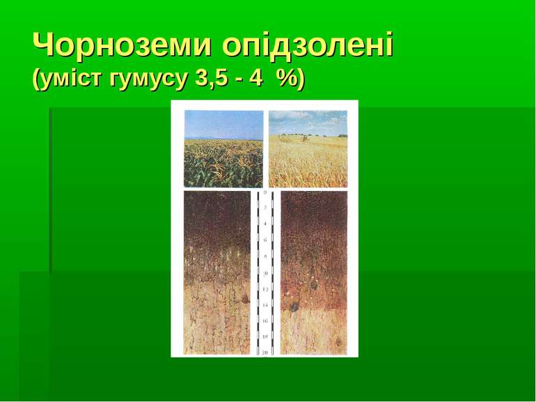 Чорноземи опідзолені (уміст гумусу 3,5 - 4 %)