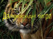 “Далекосхідні тигри” – країни нової індустріалізації