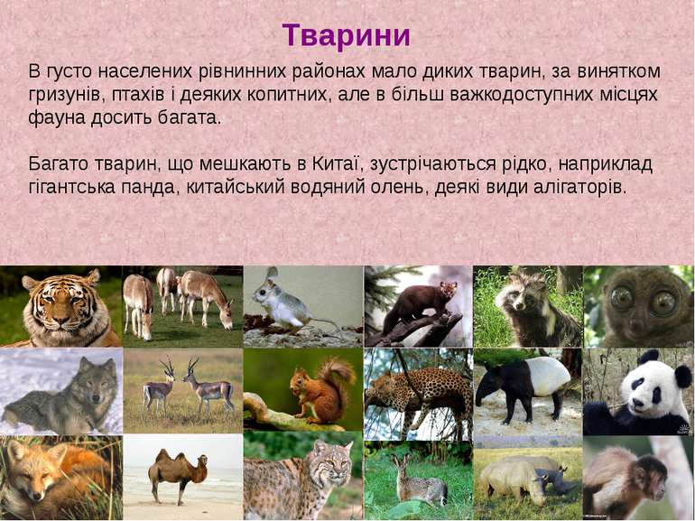 Тварини В густо населених рівнинних районах мало диких тварин, за винятком гр...